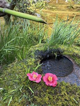 京都・祇王寺の手水鉢と椿の花 京都,祇王寺,嵯峨野の写真素材