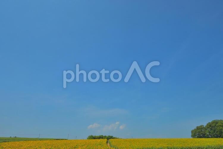 青空とひまわり畑 青空,ひまわり畑,風景の写真素材