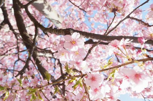 桜 桜の写真