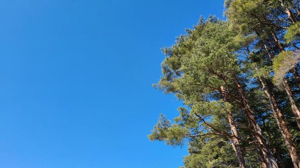 青空と木々 青空,空,天気の写真素材