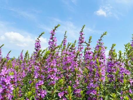 ミソハギの写真