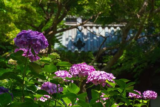 本土寺 赤門前の紫陽花の風景 本土寺 赤門前の紫陽花の風景 本土寺,赤門,紫陽花の写真素材