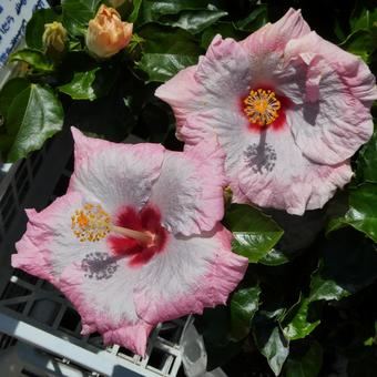 hibiscus flowers mixed berries summer flowers, JPG