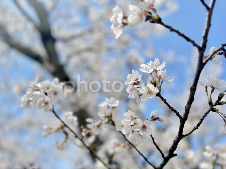 桜のイメージ素材 桜,さくら,春の写真素材