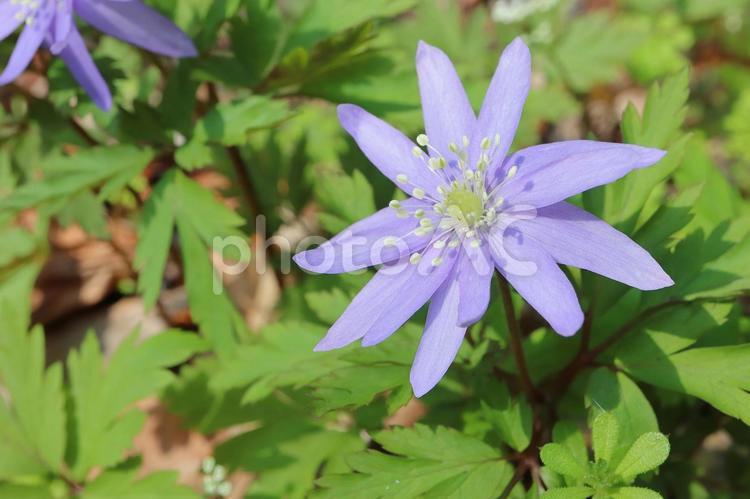 山野草　キクザキイチゲの花　紫 キクザキイチゲ,菊咲一華,キクザキイチリンソウの写真素材