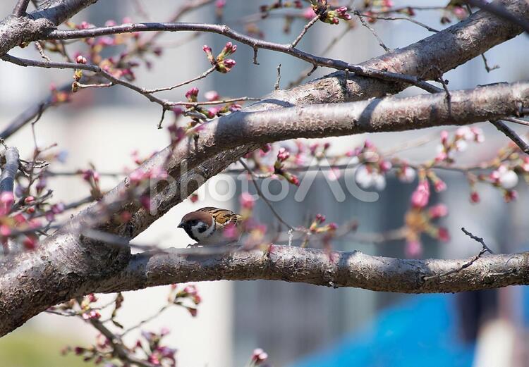 ソメイヨシノの開花を待つスズメ すずめ,スズメ,ピンクの桜の写真素材