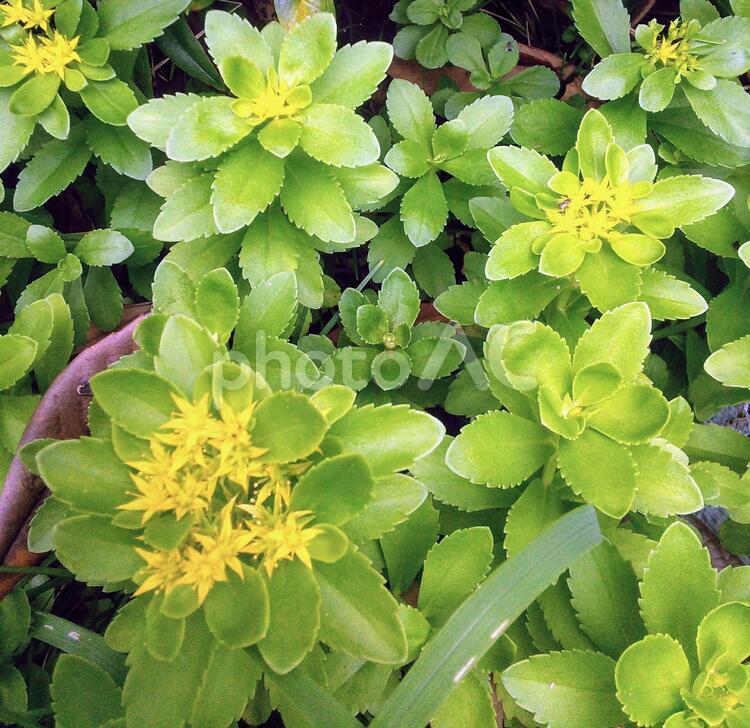 多肉植物セダム 多肉植物,黄色の花,庭園の写真素材