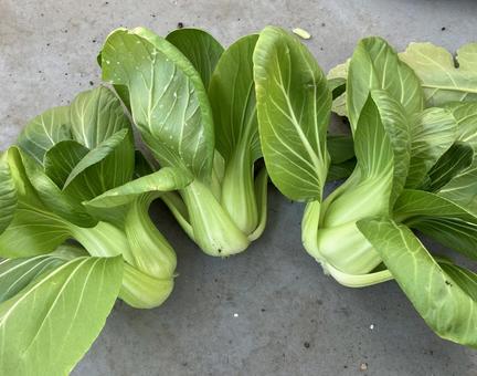 チンゲン菜　野菜 チンゲン菜,野菜,家庭菜園の写真素材