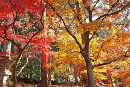 紅葉　長野県　清水寺 紅葉,長野県,清水寺の写真素材