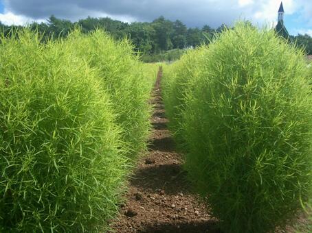 緑のコキア コキア,畑,緑の写真素材