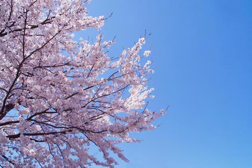 桜 桜,空,青空の写真素材
