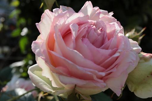 バラ園にてピンクの薔薇を撮影しました バラ園にてピンクの薔薇を撮影しました 花,薔薇,自然の写真素材