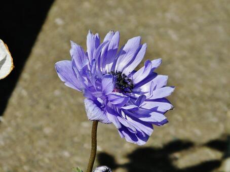 青紫 アネモネ,花,植物の写真素材