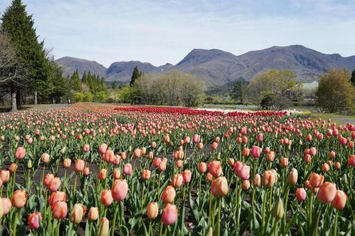 くじゅう花公園のチューリップ畑 風景,自然,花畑の写真素材