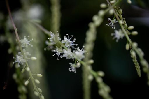 アカザカズラ アカザカズラ,花,小さいの写真素材