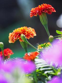 マリーゴールド マリーゴールド 花,マリーゴールド,草花の写真素材