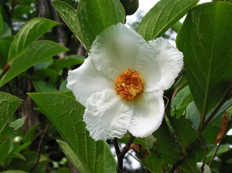 ナツツバキ・夏椿　クローズアップ 花木,優雅,清楚の写真素材