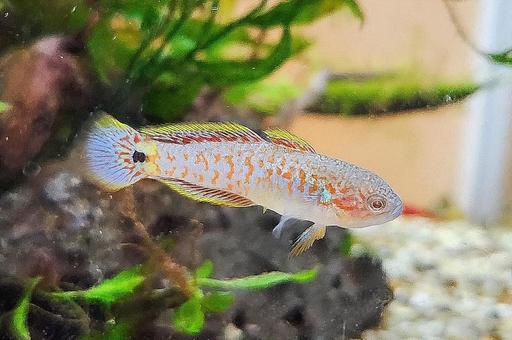 ピーコックガジョン オス 熱帯魚 アクアリウム,熱帯魚,魚の写真素材