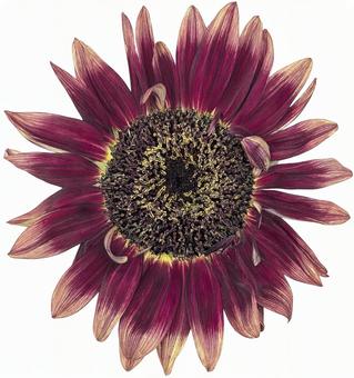 向日葵 フローリスタン 02 向日葵 フローリスタン 02 花,フラワー,向日葵の写真素材