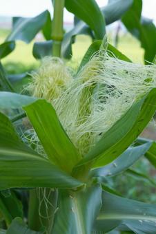 Photo, corn, tassel seed, male ear seed, 