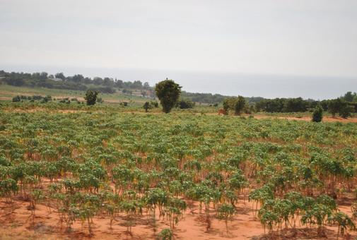 フェアリーストリーム フェアリーストリームの写真