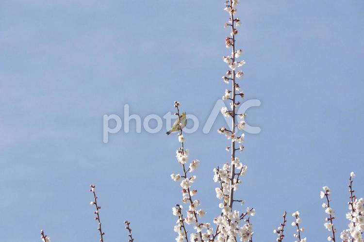 白い梅の木と鳥 梅,梅の木,空の写真素材