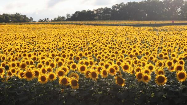 ひまわり４ ひまわり,向日葵,ひまわり畑の写真素材