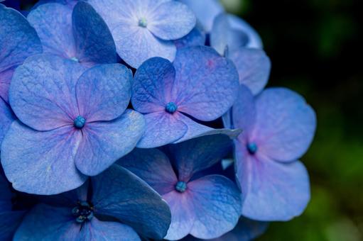 Blue-purple hydrangea, JPG Blue-purple hydrangea, JPG