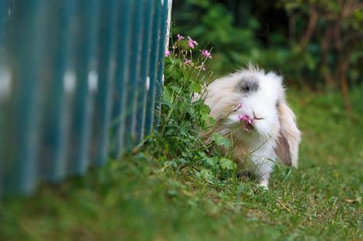 ペットのうさぎ うさぎ,ペット,ロップイヤーの写真素材