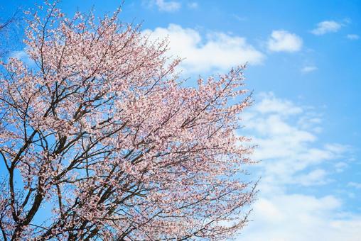 桜と青空 桜,花,春の写真素材