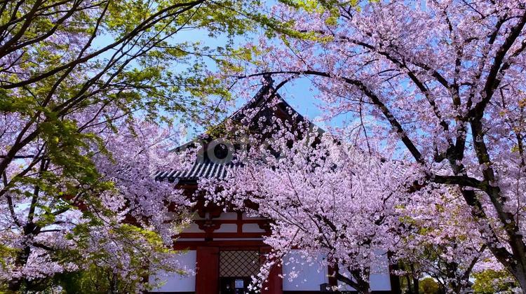 春の京都・桜花爛漫の東寺　さくら越しの重要文化財「講堂」 京都,東寺,仏教の写真素材