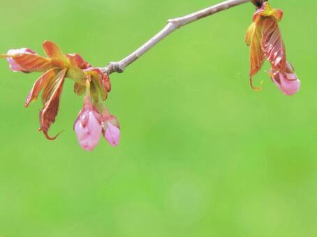 109　桜　蕾 春,初夏,北海道の写真素材