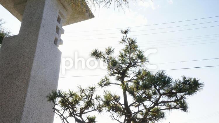 松と燈籠 松,燈籠の写真素材