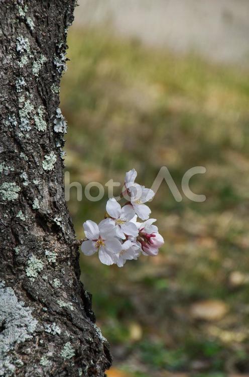 道端にひっそりと咲く一輪の桜 桜,一輪,ひっそりの写真素材