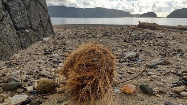 海岸に打ち上げられたヤシの実2 海岸に打ち上げられたヤシの実2の写真