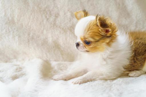 白い毛布の上でふせをするチワワの子犬 白い毛布の上でふせをするチワワの子犬 子犬,チワワ,犬の写真素材