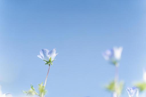 青空に咲く一輪の春の花① 青空に咲く一輪の春の花①の写真