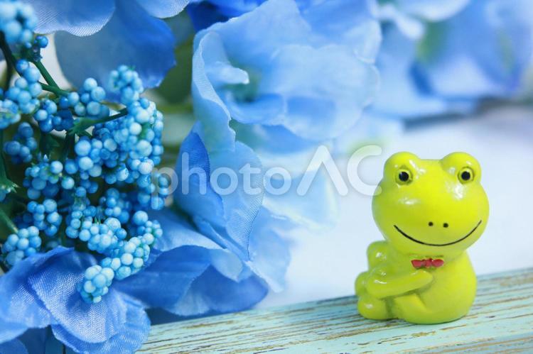 蛙　かえる　梅雨の季節　カエル　あじさい　アジサイ　紫陽花 かえる,カエル,紫陽花の写真素材