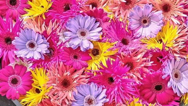 花手水14 花手水,手水,ガーベラの写真素材