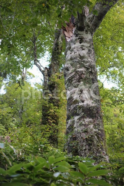 信州・北アルプス・焼岳の森林 森林,風景,森の写真素材