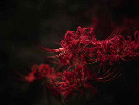 薄暗い中で咲く彼岸花 薄暗い中で咲く彼岸花 ヒガンバナ,彼岸花,はなの写真素材