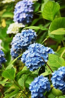 紫陽花 紫陽花の写真