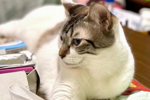 机の上でまどろむシャム系猫ちゃん 机の上でまどろむシャム系猫ちゃん 猫,シャムトラ,微睡むの写真素材