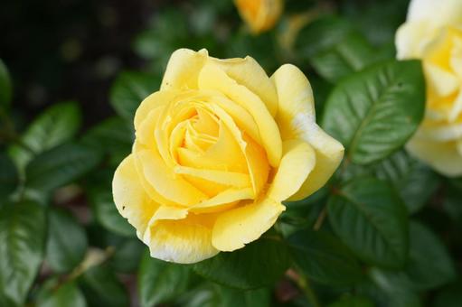 Rose (yellow), JPG