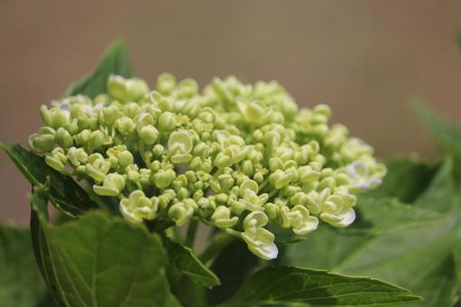 Light blue Hydrangea before it turns color, JPG Light blue Hydrangea before it turns color, JPG