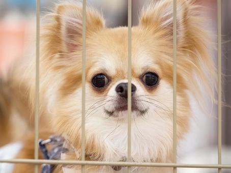 ケージの中のワンコ(保護犬) ケージの中のワンコ(保護犬)の写真