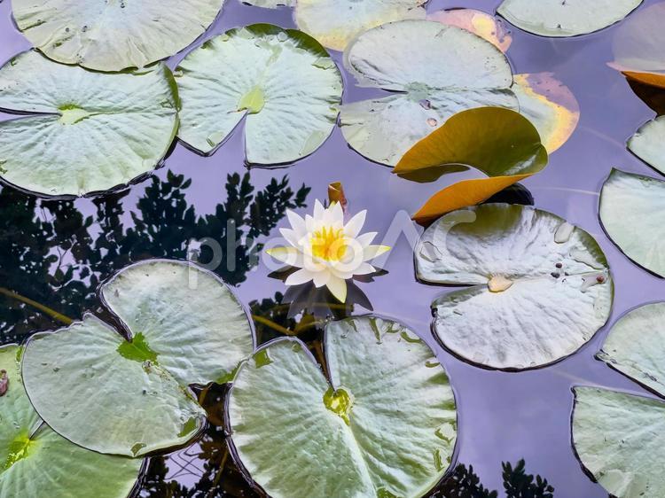 池に浮かぶ蓮の葉と白い花 蓮,蓮の花,葉の写真素材
