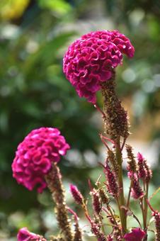 秋の花:ケイトウ4 秋の花:ケイトウ4の写真