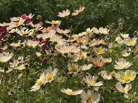 コスモス コスモス,コスモス畑,秋桜の写真素材