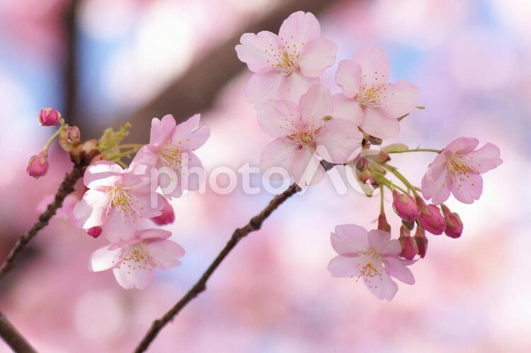 早咲き桜-61 桜,カワヅザクラ,ピンクの写真素材
